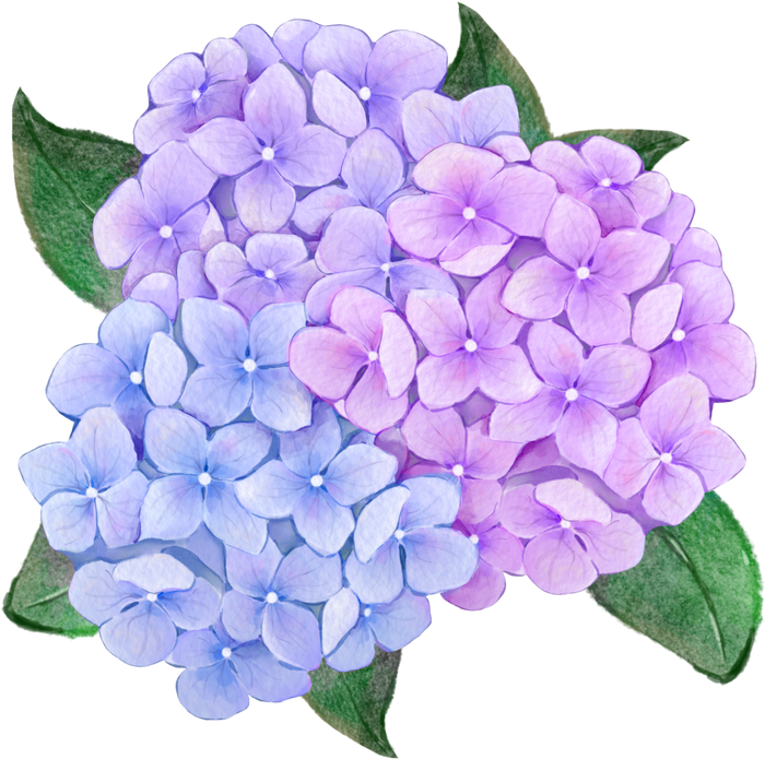 Watercolor hydrangea hand drawn