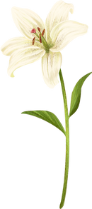 White Lily Flower