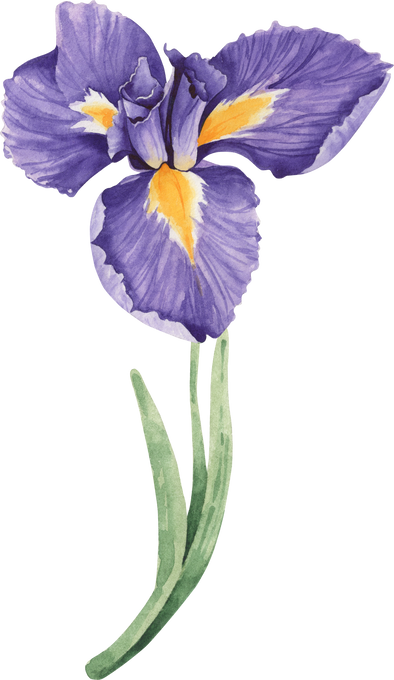 Watercolor Iris Flower Illustration